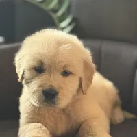 Brown boy , a male Golden Retriever for sale in Fort Myers, FL – Photo 7 of 9