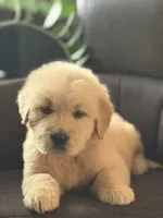 Yellow boy , a male Golden Retriever for sale in Fort Myers, FL – Photo 7 of 10