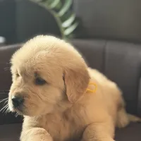 Brown boy , a male Golden Retriever for sale in Fort Myers, FL – Photo 3 of 9