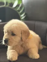 Yellow boy , a male Golden Retriever for sale in Fort Myers, FL – Photo 2 of 10