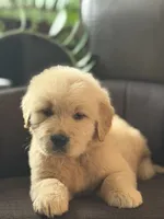 Yellow boy , a male Golden Retriever for sale in Fort Myers, FL – Photo 5 of 10