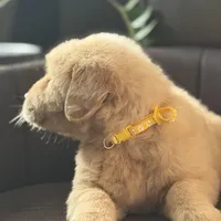 Brown boy , a male Golden Retriever for sale in Fort Myers, FL – Photo 6 of 9
