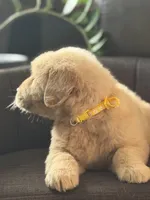 Yellow boy , a male Golden Retriever for sale in Fort Myers, FL – Photo 6 of 10