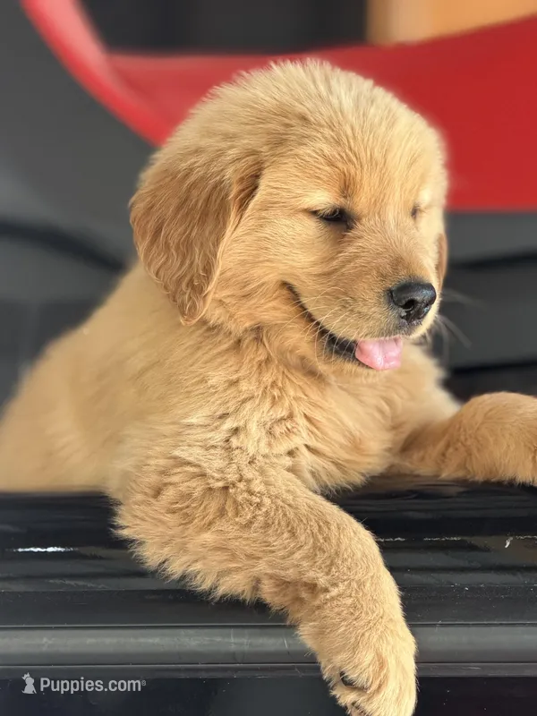 Beige boy – Golden Retriever puppy for sale in Fort Myers, FL