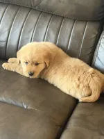 Beige boy, a male Golden Retriever for sale in Fort Myers, FL – Photo 5 of 5