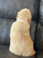 Beige boy, a male Golden Retriever for sale in Fort Myers, FL – Photo 3 of 5