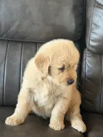 Beige boy, a male Golden Retriever for sale in Fort Myers, FL – Photo 2 of 5