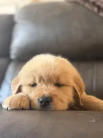 Beige boy, a male Golden Retriever for sale in Fort Myers, FL – Photo 1 of 5