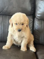 Beige boy, a male Golden Retriever for sale in Fort Myers, FL – Photo 4 of 5