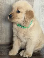 Green boy , a male Golden Retriever for sale in Fort Myers, FL – Photo 3 of 5