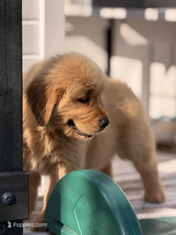 Green boy  – Golden Retriever puppy for sale in Fort Myers, FL