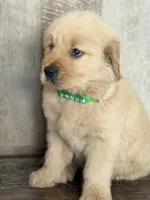 Green boy , a male Golden Retriever for sale in Fort Myers, FL – Photo 4 of 5