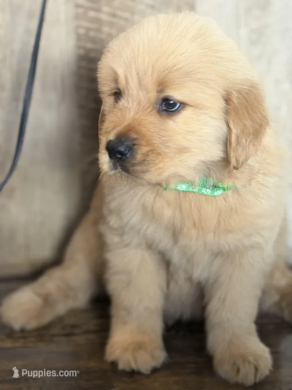 Green boy , a male Golden Retriever for sale in Fort Myers, FL – Photo 1 of 5