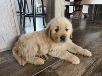 Green boy , a male Golden Retriever for sale in Fort Myers, FL – Photo 5 of 5