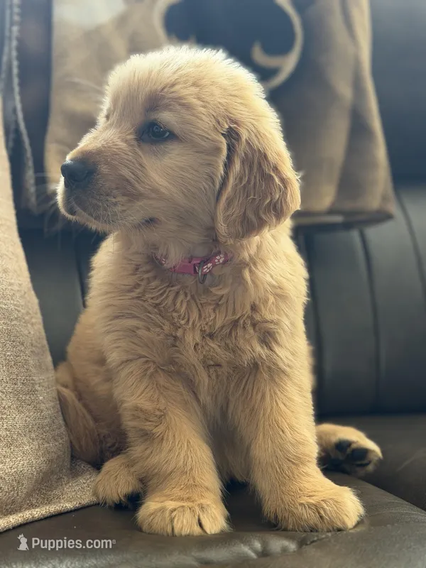 Pink girl  – Golden Retriever puppy for sale in Fort Myers, FL