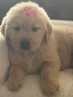 Pink girl , a female Golden Retriever for sale in Fort Myers, FL – Photo 3 of 10