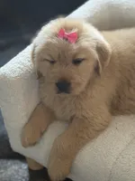 Pink girl , a female Golden Retriever for sale in Fort Myers, FL – Photo 5 of 10