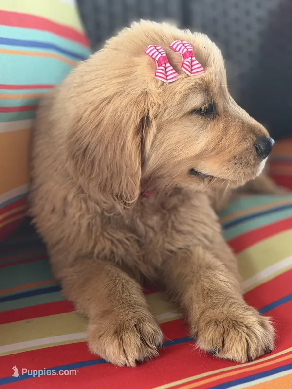 Pink girl  – Golden Retriever puppy for sale in Fort Myers, FL