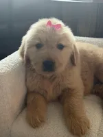 Pink girl , a female Golden Retriever for sale in Fort Myers, FL – Photo 10 of 10