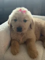 Pink girl , a female Golden Retriever for sale in Fort Myers, FL – Photo 9 of 10