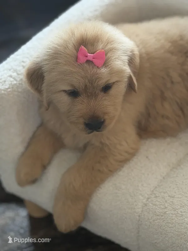 Pink girl , a female Golden Retriever for sale in Fort Myers, FL – Photo 1 of 10