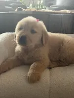 Pink girl , a female Golden Retriever for sale in Fort Myers, FL – Photo 8 of 10