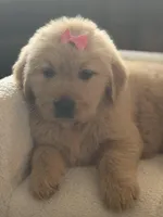 Pink girl , a female Golden Retriever for sale in Fort Myers, FL – Photo 4 of 10