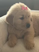 Pink girl , a female Golden Retriever for sale in Fort Myers, FL – Photo 2 of 10