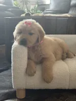 Pink girl , a female Golden Retriever for sale in Fort Myers, FL – Photo 7 of 10