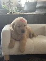 Pink girl , a female Golden Retriever for sale in Fort Myers, FL – Photo 6 of 10