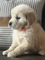 Orange boy , a male Golden Retriever for sale in Fort Myers, FL – Photo 7 of 8