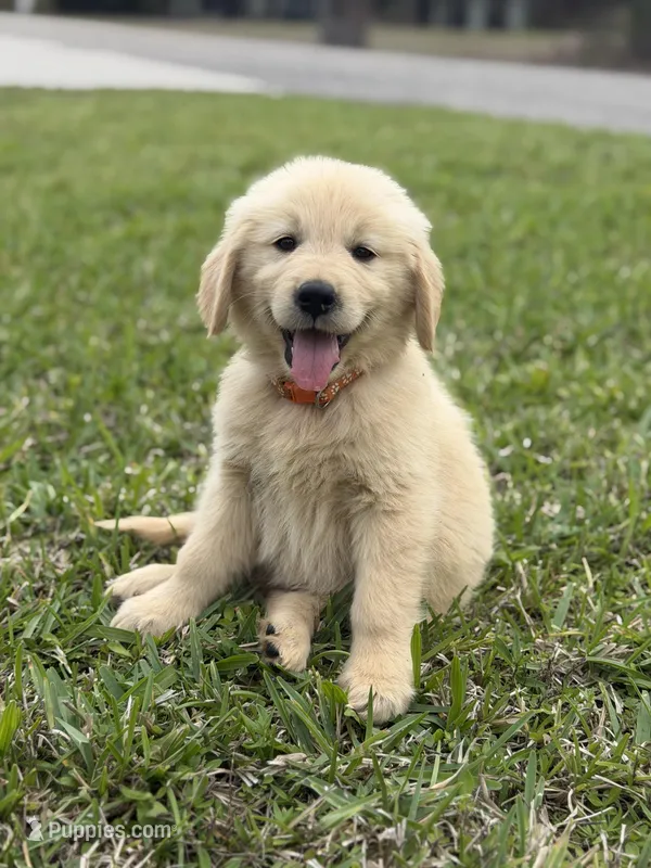 Orange boy  – Golden Retriever puppy for sale in Fort Myers, FL