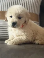Orange boy , a male Golden Retriever for sale in Fort Myers, FL – Photo 2 of 8