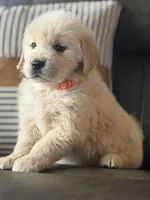 Orange boy , a male Golden Retriever for sale in Fort Myers, FL – Photo 5 of 8