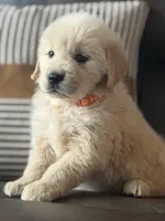 Orange boy , a male Golden Retriever for sale in Fort Myers, FL – Photo 6 of 8