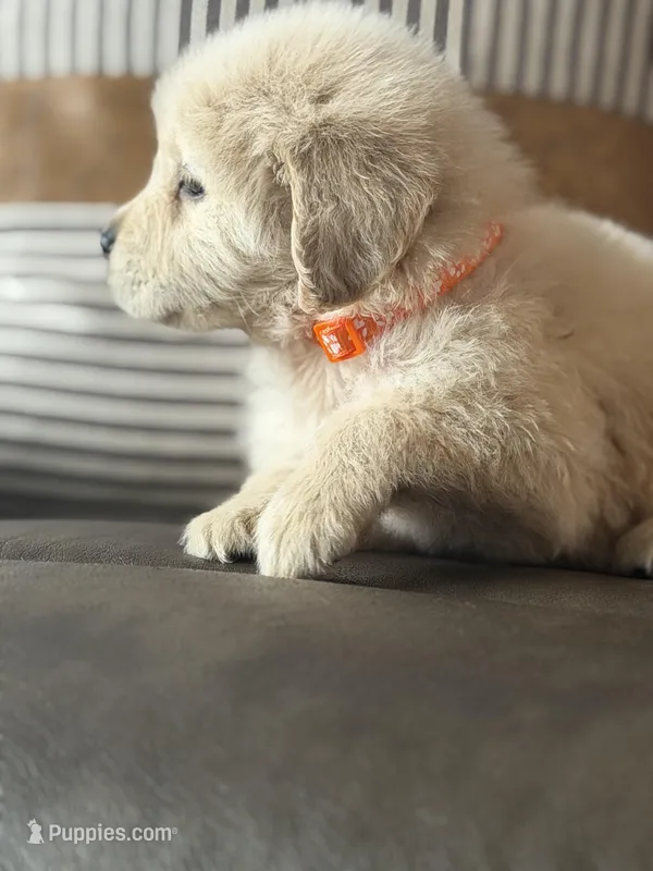 Orange boy , a male Golden Retriever for sale in Fort Myers, FL – Photo 1 of 8