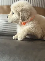 Orange boy , a male Golden Retriever for sale in Fort Myers, FL – Photo 1 of 8