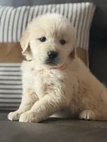 Orange boy , a male Golden Retriever for sale in Fort Myers, FL – Photo 4 of 8