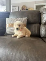 Orange boy , a male Golden Retriever for sale in Fort Myers, FL – Photo 8 of 8