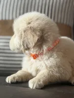 Orange boy , a male Golden Retriever for sale in Fort Myers, FL – Photo 3 of 8