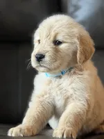 Blue boy , a male Golden Retriever for sale in Fort Myers, FL – Photo 3 of 6