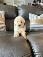 Blue boy , a male Golden Retriever for sale in Fort Myers, FL – Photo 6 of 6