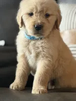 Blue boy , a male Golden Retriever for sale in Fort Myers, FL – Photo 4 of 6