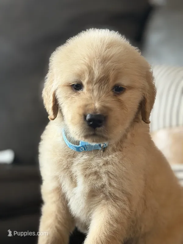 Blue boy , a male Golden Retriever for sale in Fort Myers, FL – Photo 1 of 6