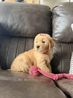 Red girl , a female Golden Retriever for sale in Fort Myers, FL – Photo 4 of 5