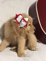 Red girl , a female Golden Retriever for sale in Fort Myers, FL – Photo 2 of 10