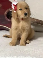 Red girl , a female Golden Retriever for sale in Fort Myers, FL – Photo 5 of 10