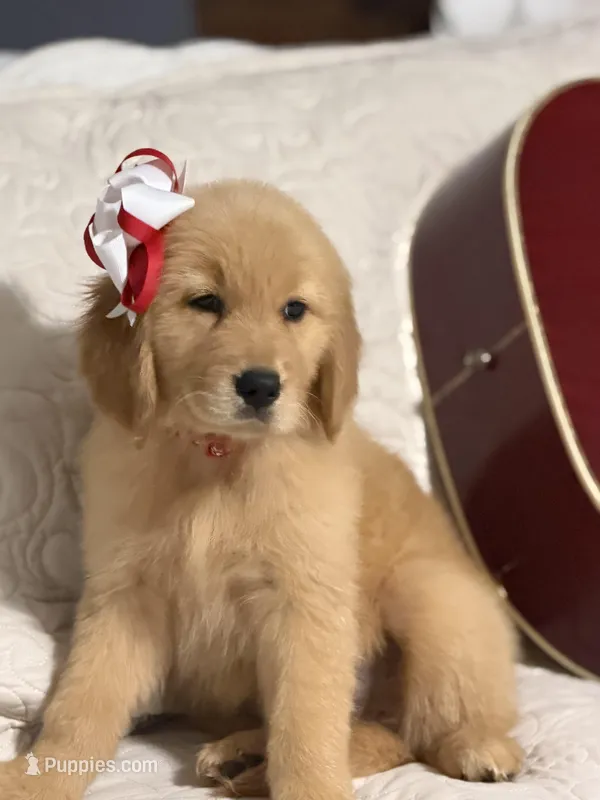Red girl  – Golden Retriever puppy on hold in Fort Myers, FL