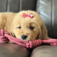 Red girl , a female Golden Retriever for sale in Fort Myers, FL – Photo 9 of 10