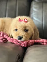 Red girl , a female Golden Retriever for sale in Fort Myers, FL – Photo 2 of 5